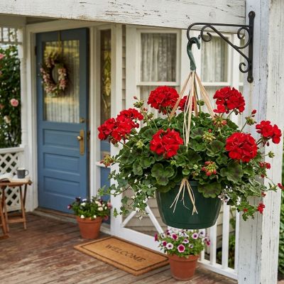 1.5 gal. Premium Zonal Geranium Flowering Hanging Basket