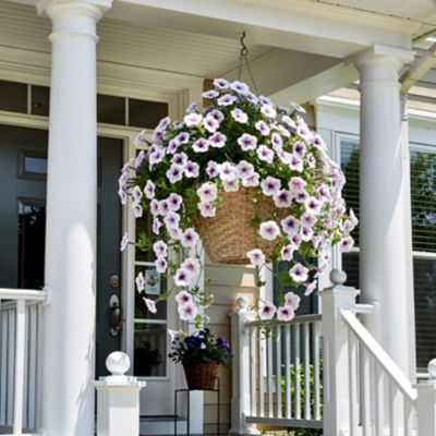 1.5 gal. Premium Trailing Petunia Flowering Hanging Basket