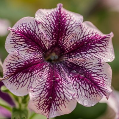 Image showing 1.5 gal. Premium Trailing Petunia Flowering Hanging Basket