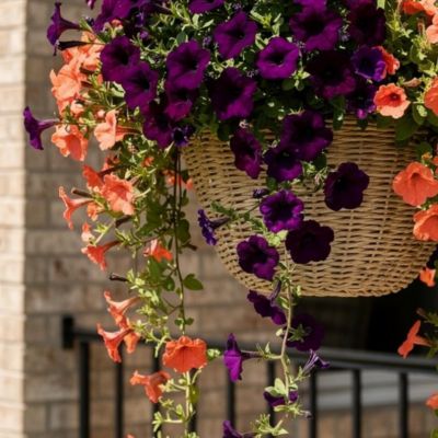 Image showing 1.5 gal. Premium Trailing Petunia Flowering Hanging Basket