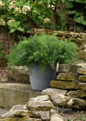 Image showing 1.5 gal. Foliage Asparagus Fern Hanging Basket