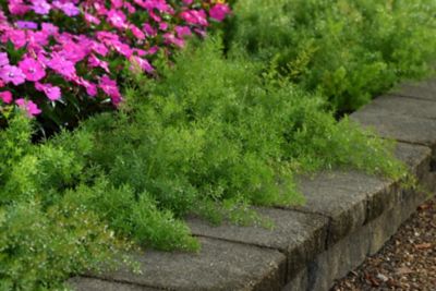 Image showing 1.5 gal. Foliage Asparagus Fern Hanging Basket