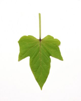 Image showing 1.5 gal. Foliage Ipomoea Hanging Basket