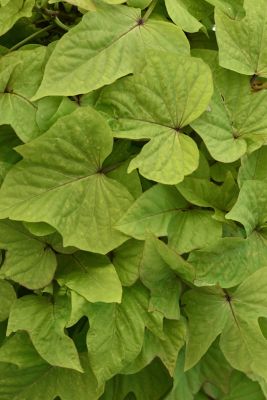 Image showing 1.5 gal. Foliage Ipomoea Hanging Basket