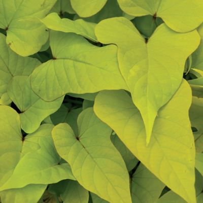 Image showing 1.5 gal. Foliage Ipomoea Hanging Basket