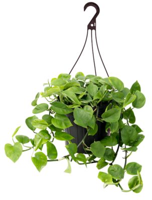 1.5 gal. Foliage Pothos Hanging Basket