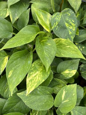 Image showing 1.5 gal. Foliage Pothos Hanging Basket