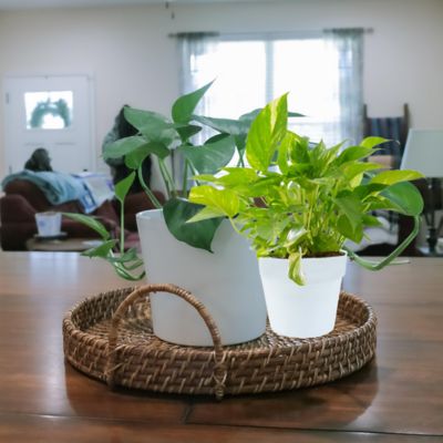 Image showing 1.5 gal. Foliage Pothos Hanging Basket
