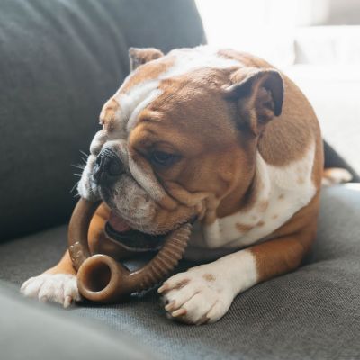 Image showing  Ring Bacon Flavor Dog Chew Toy, Medium