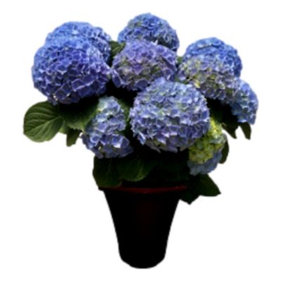 11 in. Potted Hydrangea Live Indoor House Plant in Grower Pot, 1 pc.