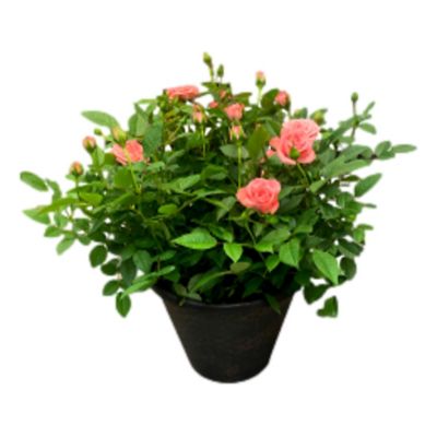 Masson Farms 11 in. Outdoor Rose Plant in Grower Pot at Tractor Supply Co