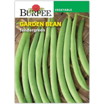 Burpee BURPEE HEIRLOOM BEAN