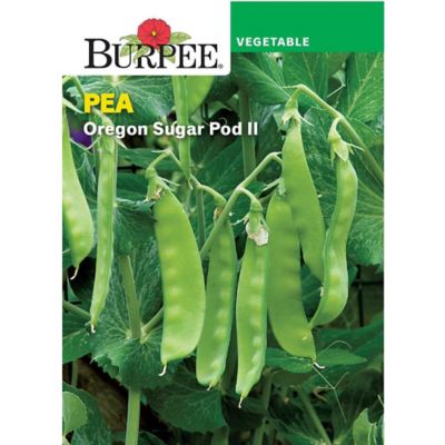 Burpee BURPEE SNOW PEA