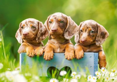 Image showing  Cute Dachshunds 500 pc. Jigsaw Puzzle
