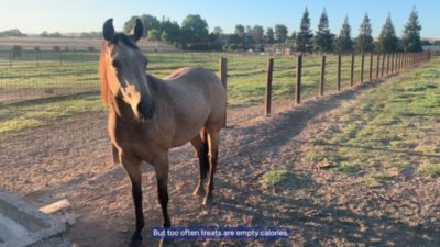 Image showing  Gut Functional Wafers Horse Supplement, 5 lb. Bag