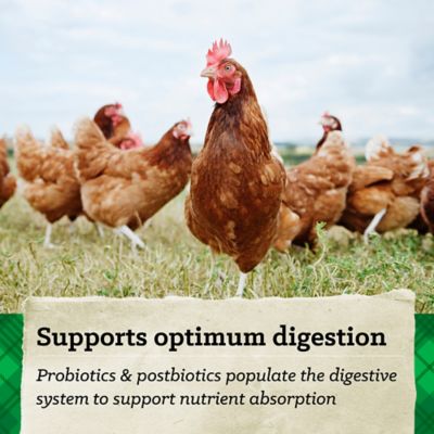 Image showing  Hi Pro Scratch Poultry Grains