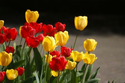 DeGroot Classic Tulip Bulb Mix, 25 pc.