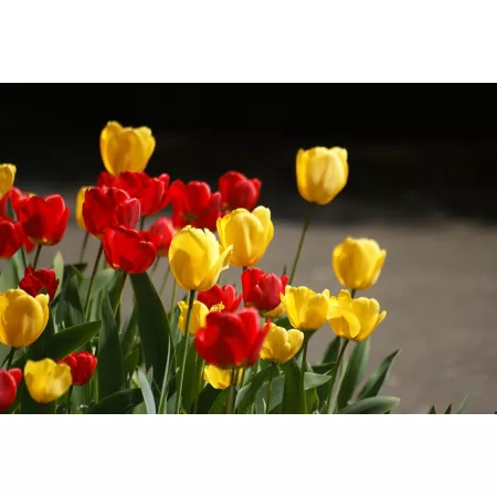 DeGroot Classic Tulip Bulb Mix 25 Pack Perennials