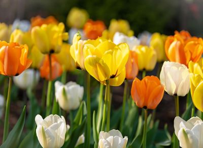 DeGroot Emperor Tulip Bulb Mix, 12-Pack