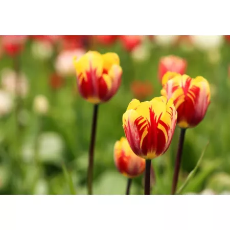 DeGroot Mickey Mouse Tulip Bulbs 15 Pack Perennials