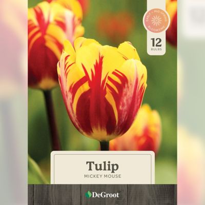 Image showing  Mickey Mouse Tulip Bulbs, 15 pk.