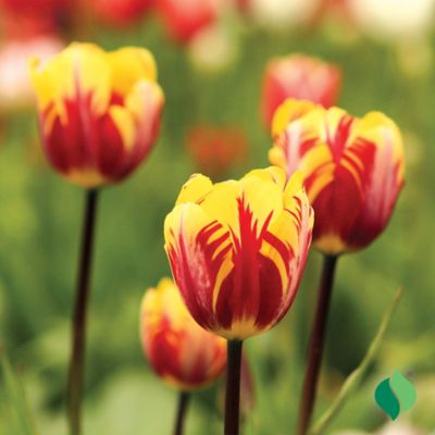 Image showing  Mickey Mouse Tulip Bulbs, 15 pk.