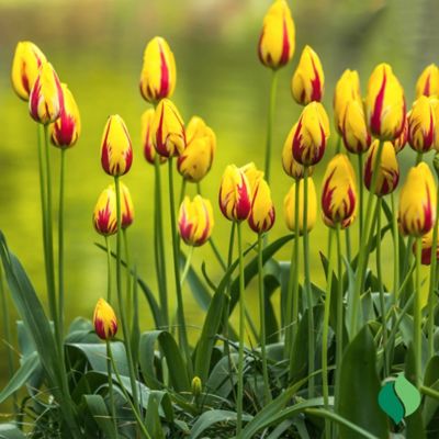 Image showing  Mickey Mouse Tulip Bulbs, 15 pk.