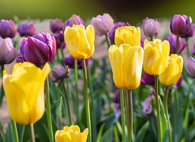 DeGroot Purple and Yellow Royal Prince Tulip Bulb Mix, 12 pc.