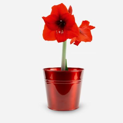 DeGroot Amaryllis 'Red Lion' with Red Metallic Tin Pot