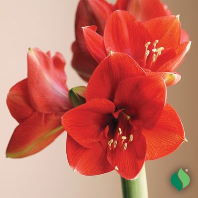Image showing Amaryllis 'Red Lion' with Red Metallic Tin Pot