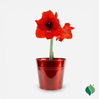 Image showing Amaryllis 'Red Lion' with Red Metallic Tin Pot