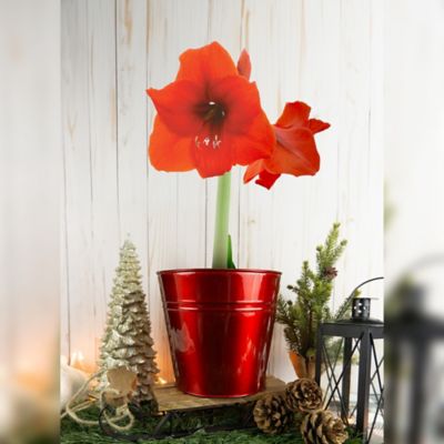 Image showing Amaryllis 'Red Lion' with Red Metallic Tin Pot