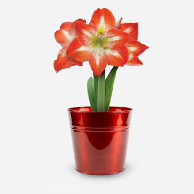 DeGroot Amaryllis 'Minerva' with Red Metallic Tin Pot