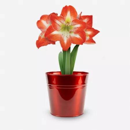 DeGroot Amaryllis 'Minerva' with Red Metallic Pewter Pot Christmas Flowers