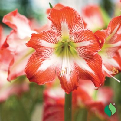 Image showing  Amaryllis 'Minerva' with Red Metallic Tin Pot