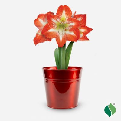 Image showing  Amaryllis 'Minerva' with Red Metallic Tin Pot