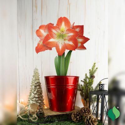 Image showing  Amaryllis 'Minerva' with Red Metallic Tin Pot