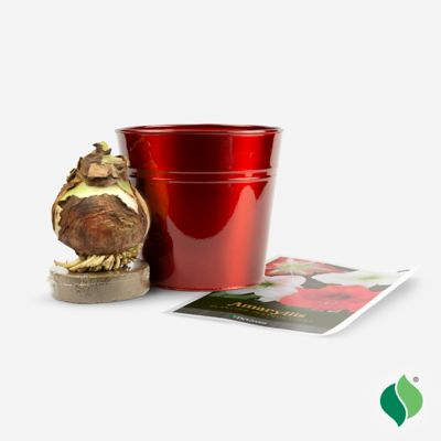 Image showing  Amaryllis 'Minerva' with Red Metallic Tin Pot