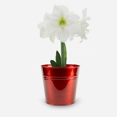 DeGroot Amaryllis 'Christmas Gift' with Red Metallic Tin Pot