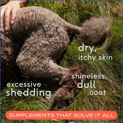 Image showing  Omega Oil Skin and Coat Supplement for Dogs, 16 oz.