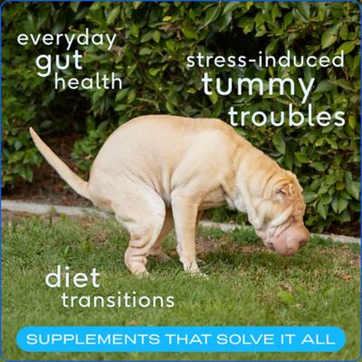 Image showing  Probiotic Powder Digestive Supplement for Dogs, 8.2 oz.