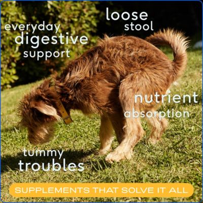 Image showing  Organic Powder Digestive Supplement for Dogs, Pumpkin Flavor, 8 oz.