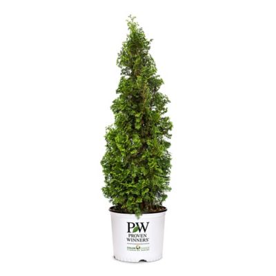 Proven Winners 2 gal. Potted Arborvitae Sting Evergreen Shrub