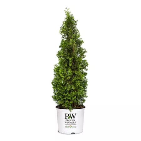 Proven Winners 2 gal Evergreen Shrub Arborvitae Sting in Pot Bushes