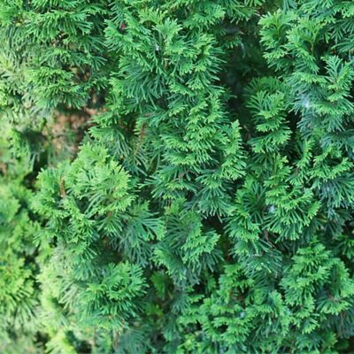 Image showing  2 gal. Potted Arborvitae Sting Evergreen Shrub