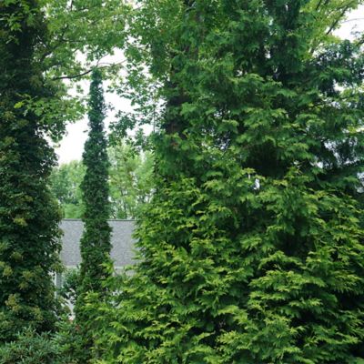 Image showing  2 gal. Potted Arborvitae Sting Evergreen Shrub