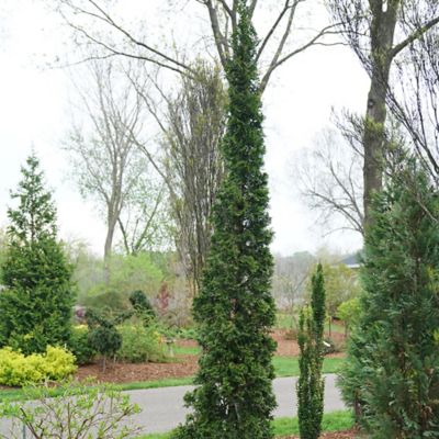 Image showing  2 gal. Potted Arborvitae Sting Evergreen Shrub
