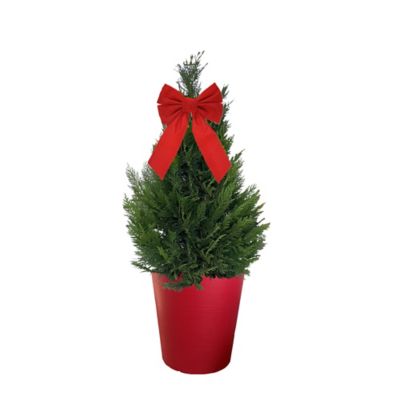 3 gal. Leyland Holiday Evergreen Cypress Shrub