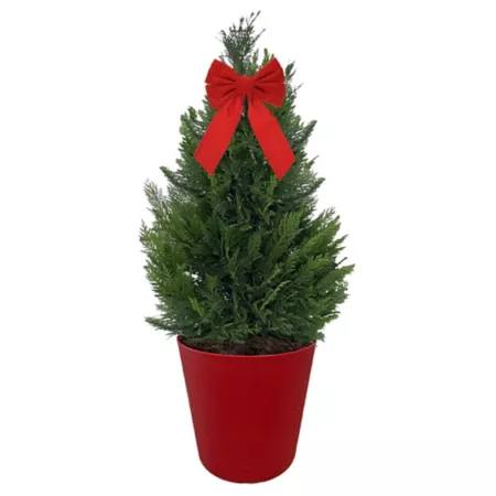 3 gallons Leyland Holiday Evergreen Cypress Shrub in Pot Bushes