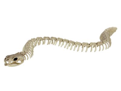 Red Shed 2.125 in. Snake Skeleton Halloween Decoration